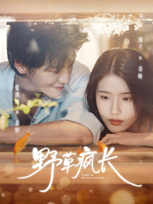 野草疯长（71集）短剧推荐分享