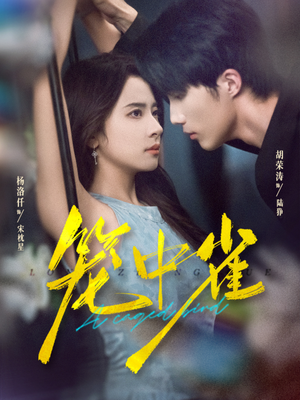 笼中雀（65集）爆火短剧追不停