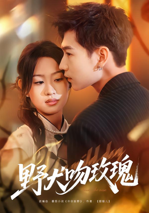 野犬吻玫瑰（70集）火爆短剧来袭