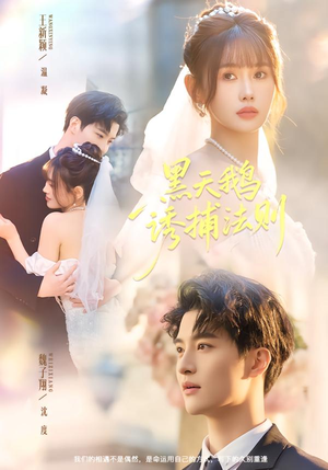 黑天鹅诱捕法册(80集) 黑天鹅诱捕法册(80集)第三季